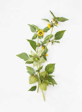 Physalis twig with flowers and fruits on white