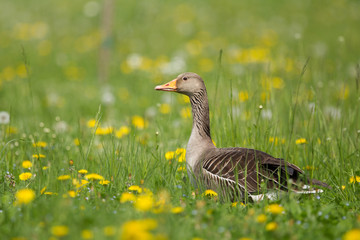 anatre in natura