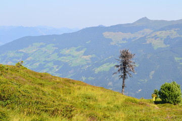 Berglandschaft mit vereinzelten Baum