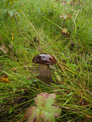 Close-up view of wet brown mushroom (Boletus edulis) growing in the green grass.