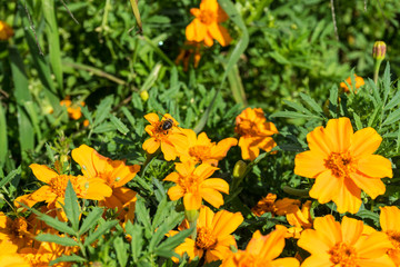 orange flowers blooming