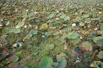 Lotus flower (Nelumbo nucifera)