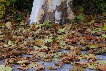 Herbstlaub