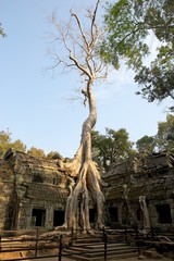 Ta Prohm temple