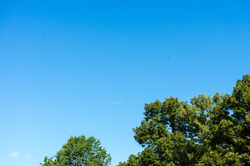 trees with clear blue sky in the back