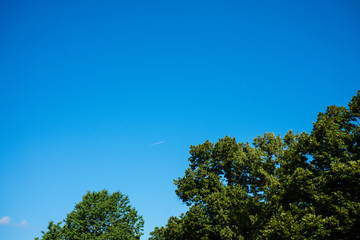 trees with clear blue sky in the back