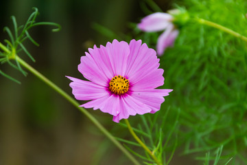 Fototapeta premium pink wildflower in the front side flower bed