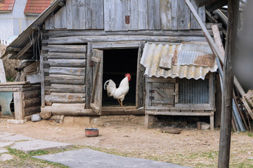 Belarussian nature. Farm and cock with chicken. Wooden national buildings. Agrarian background.