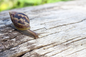Snail