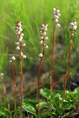 Pyrola minor. A plant with white flowers in the summer on the Yamal Peninsula