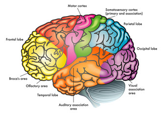 areas of human brain and functions