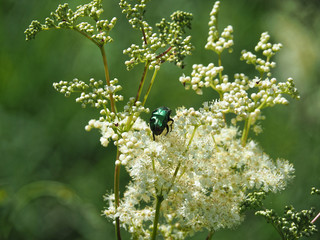 Käfer auf Blume