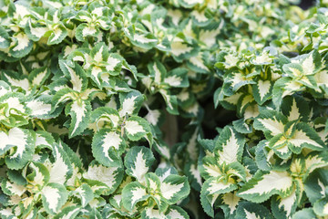 green and yellow leaf