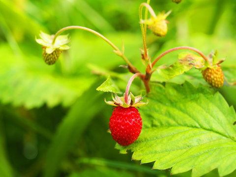 Closeup of ripe wild strawberry hanging on stem on a meadow. Outdoor shoot
