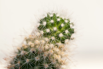 little green cactus