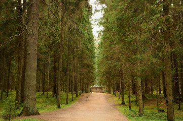 Forest road