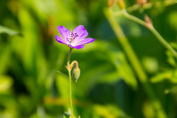 Purple cranesbill flower (Geranium sanguineum)