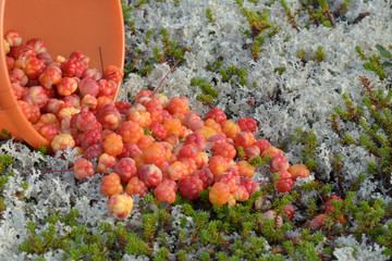 Many picked berries cloudberries on the grass in the tundra.