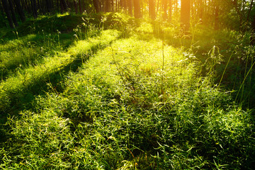 Shafts of light through Scots or Scotch pine Pinus sylvestris tree trunks in coniferous evergreen forest. Pomerania, northern Poland.