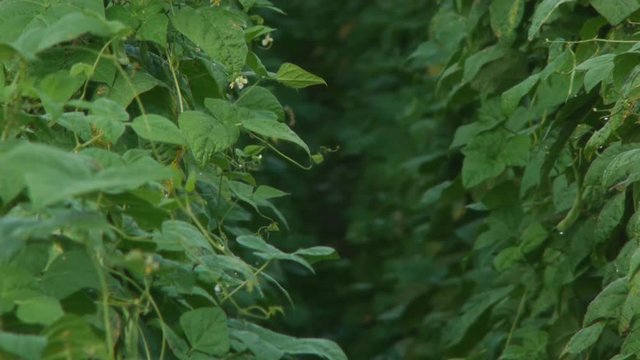 豆畑　白花豆