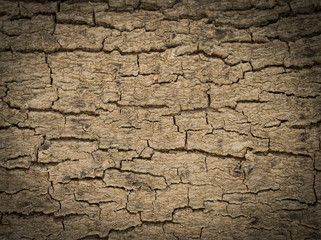 The bark of the tree is a horizontal pattern and a vignette