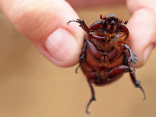 Big brown dor-beetle, geotrupes stercorarius , scarabaeus sacer in hands