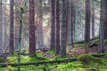 Naklejka premium Old forest with mist in the landscape