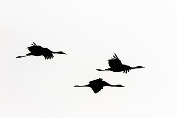 Crane flock in silhouette in the sky