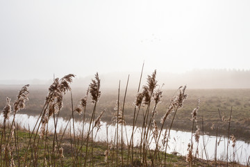 Reeds in foggy rural landscape