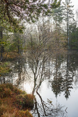Fototapeta na wymiar Birch tree on a lake shore in backlight