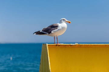 Californian seagull sits on a metal structure