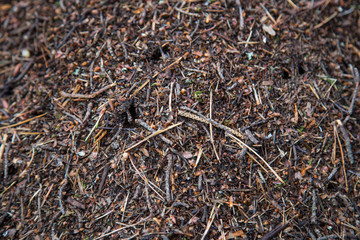 anthill - ants