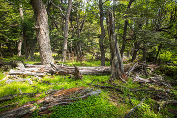 Fragments of trees lie on the ground in the forest. Shevelev.
