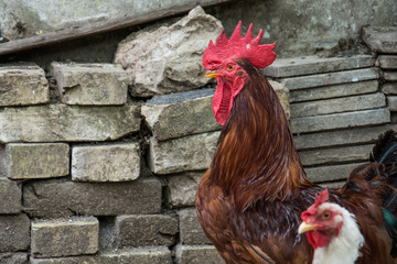 Naklejka premium Hen and rooster on traditional free range poultry farm