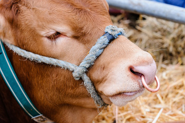 Limousin bull with ring through nose and rope holster in a cow shed.