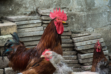 Naklejka premium Hen and rooster on traditional free range poultry farm