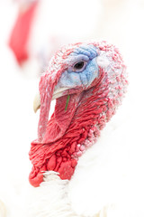 an head of an turkey © denboma