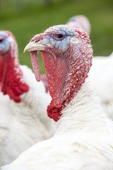 an head of an turkey