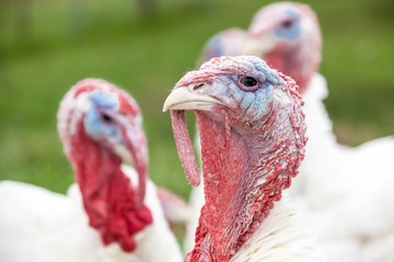 an head of an turkey