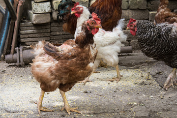 Chickens on traditional free range poultry farm