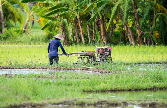 Farmers are planting rice in the farm.