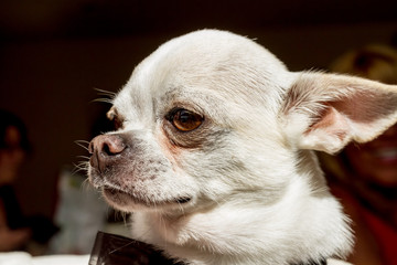 an Chihuahua in close up