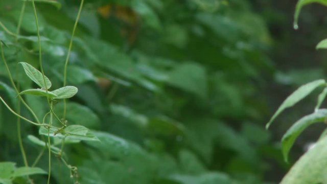 豆畑　白花豆