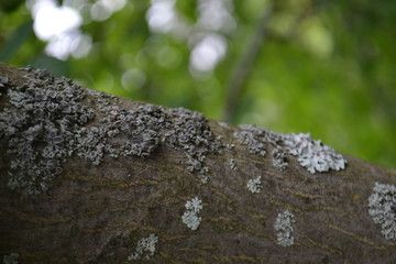 Lichens on the bark of a tree