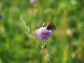 Schmetterling auf lila Blüte