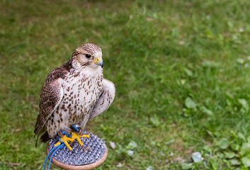 young hawk sits looking into the distance on a wooden desk