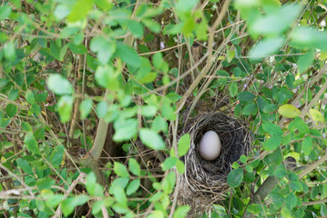 Fototapeta na wymiar Bird nest with egg