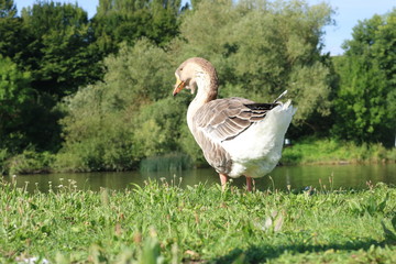 Obraz premium Gans am Fluss