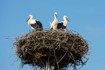 Three young storks storks standing in their nest