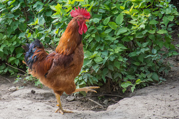 Rooster 